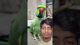 😀😜 parrot birds cute parrottalking animals talkingmitthu funny toto re trending ytshorts [upl. by Akinoj]