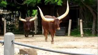 Ankole Cattle Feeding at the Houston Zoo [upl. by Mya208]