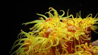 Tubastraea coccinea mature larvae released through a small pore at the tip of the tentacle [upl. by Galliett]