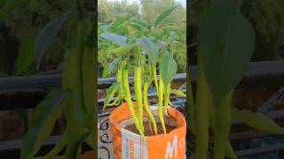 organic vegetablesvegetables organicfarming organic chilli homegarden youtubeshorts short [upl. by Nnayecats]