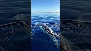 Marine biologist shares STUNNING whale encounter [upl. by Ferrigno]