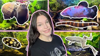 A Tour of My Fish Tanks Diving Beetles Giant Betta Frogs Shrimp Snails amp More [upl. by Annawit]