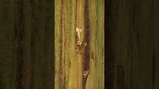 Lions  Jungle  Serengeti  Wildlife Photography  Sandhya Gahlaut [upl. by Rhpotsirhc]