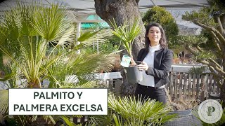 Diferencias y cuidados del Palmito y la Palmera Excelsa [upl. by Eugatnom260]