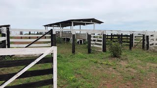 Fazenda a venda no Tocantins em GurupiTOlavouraPecuaria [upl. by Alvy862]