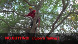 Pruning Live Oak For Health amp Safetymov [upl. by Jeanelle]