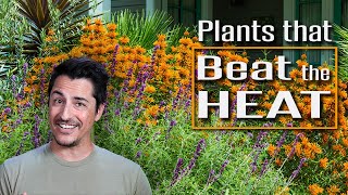 Plants that Beat the Heat Drought and Heat Tolerant Plants [upl. by Cash70]