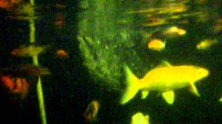 MARCH 5 2012UNDER WATER VIEW OF BASEMENT KOI POND [upl. by Glover129]