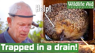 This poor HEDGEHOG fell down a drain [upl. by Oreste]