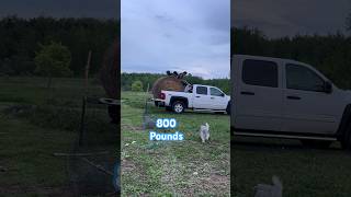 800 pounds of hay grizzlywoodsfarm  farmlifegoats [upl. by Coke]