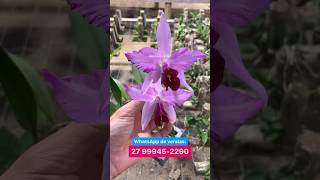 Laelia anceps lineata À VENDA [upl. by Nnairrek]