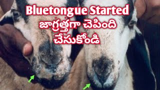 Bluetongue in Sheep and Goat Symptoms Prevention and Treatment by Weekend Farming YouTube Channel [upl. by Ofelia]