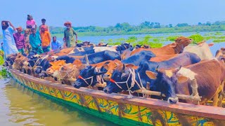 Epi220Cow UnloadingBig Cowbig bullbig cattleCow VideosCow VideoCow Hamba Goru In cow market [upl. by Toomay]