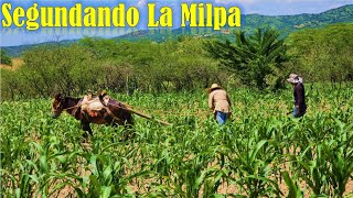 Segundando La MILPA en Oaxaca así se trabaja en el Rancho [upl. by Ailemor359]