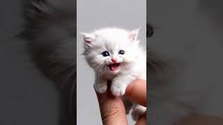 cute kitten dancing cheerfully arekdeso31 cute cutebabyanimals funnyshorts funny [upl. by Nerreg]