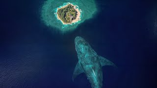 Best Megalodon Scenes by Dazzling Divine [upl. by Cyrille527]