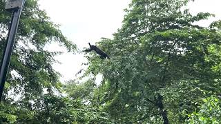 Wildlife in Tamarindo Costa Rica [upl. by Kanter]