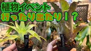 植物イベントに行ったり出たり！爆買い！！【植物】 [upl. by Brendin]