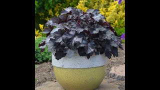 PRIMO® Pistachio Ambrosia Heuchera Bin3aiah Plants [upl. by Coriss]