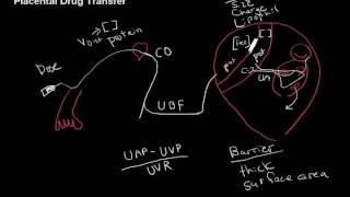 placental drug transferwmv [upl. by Sena]