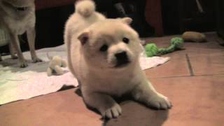 Shiba Inu Puppy barking and showing who the boss is 8 weeks old [upl. by Aimek811]