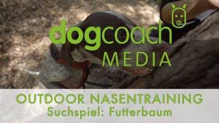 Hundetraining  Outdoor Nasentraining  Suchspiel Futterbaum [upl. by Marmawke329]