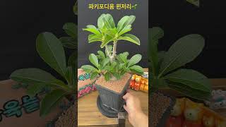 파키포디움 윈저리Pachypodium baronii var windsorii 아프리카식물 구근식물 succulent [upl. by Nosnar]