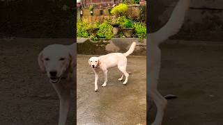 കാശ് ണ്ടാക്കരുന്നു😳 labrador funny malayalam comedy petdog petlovers viralshort [upl. by Nnagem]