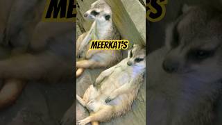 Fact 2 Meerkat’s [upl. by Giulia]