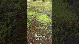 Pasture flooded from Milton [upl. by Glynda416]