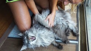 FUNNY CAT MEOW  MAINE COON CAT MEOWS AND GETS A MASSAGE 😻😸😻 SO SWEET LION CAT [upl. by Notniuqal]