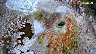 GEYSERS CHILE BOLIVIA El Tatio amp Sol de Manana fumaroles [upl. by Kerstin720]