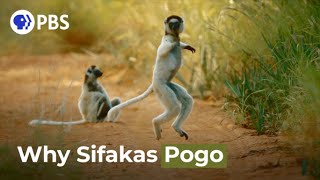 Why Do Sifakas Pogo [upl. by Noyek]