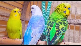 A unique recording of 10 Hr parakeet birds singing to help people relax and rid of anxiety [upl. by Ahsyle382]