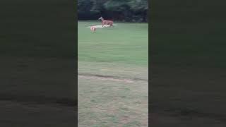 nilgai पर कुत्तों ka आक्रमण🐕🐕shortsfeed nilgai wildlife viralvideo viral viralvideo [upl. by Read27]