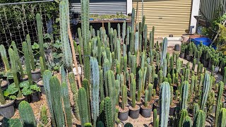 Trichocereus WalkAround 1 [upl. by Betti]