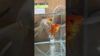 Little clumsy goldfish having lunch goldfish aquarium asmr [upl. by Eiramanitsirhc]