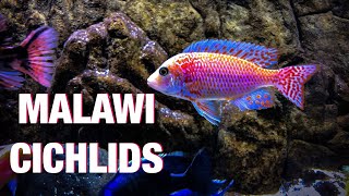 Guide to African Cichlid Care [upl. by Claudio]