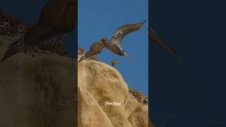 The cliff jump offfalcon peregrinefalcon birdsofprey birdsofyoutube birds wildlife [upl. by Lydell453]