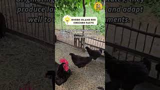 Rhode Island Red chicken Facts shorts chicken [upl. by Llenad]