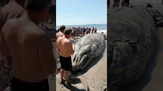 Sea Monster Washes Ashore Unbelievable Discovery on the Coast fishing deepseadiscoveries [upl. by Carder]