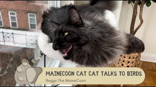 MaineCoon Cat Talks To Birds [upl. by Andert]