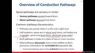 Day 20 BIO 210 700 Lecture FA2024 Spinal Cord [upl. by Chrysler332]