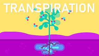 What is Transpiration in Plants [upl. by Amle]