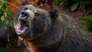 Bear sounds with snarling and growling for 8 hours [upl. by O'Dell]