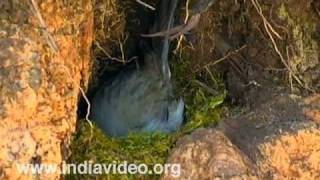 Nilgiri Flycatcher Bird Ornithologist Salim Ali Western Ghats Fauna Wildlife Suresh Elamon [upl. by Atiuqihs139]