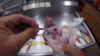 How To Extract Otoliths from a Largemouth Bass [upl. by Alilahk130]