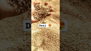 Desi baliye farming karobar desii trending agriculture [upl. by Miarfe360]