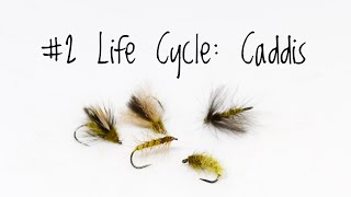 2 Life Cycle Caddis  Fly Tying Tutorial [upl. by Otilegna]