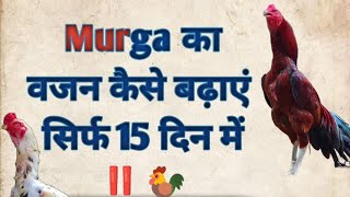 Murga Murgi ka Vajan kaise Badhaen🐓‼️‼️video murga murgi [upl. by Wolram]